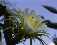 Cactus Trichocereus spachianus Foto n. POA2451