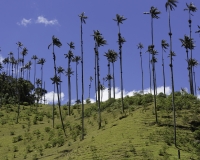 Palma andina della cera, Ceroxylon quindiuense Foto n. POA2481