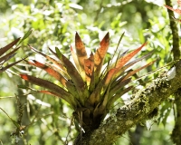 Fiore nella Valle del Cocora Foto n. POA2518