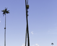 Palma andina della cera, Ceroxylon quindiuense Foto n. POA2538