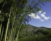 Guadua tipo di bambu Foto n. POA2576
