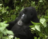 Gorilla nel Virunga National Park Foto n. 2824