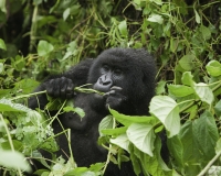 Gorilla nel Virunga National Park Foto n. 2826
