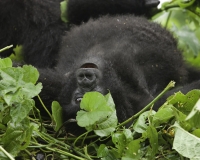 Gorilla nel Virunga National Park Foto n. 2868