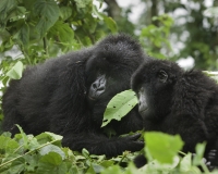 Gorilla nel Virunga National Park Foto n. 2876
