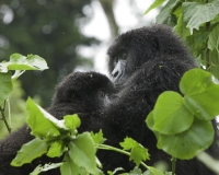 Gorilla nel Virunga National Park Foto n. 2886