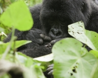 Gorilla nel Virunga National Park Foto n. 2896