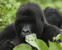 Gorilla nel Virunga National Park Foto n. 2897