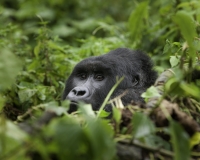 Gorilla nel Virunga National Park Foto n. 2915