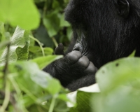 Gorilla nel Virunga National Park Foto n. 2930
