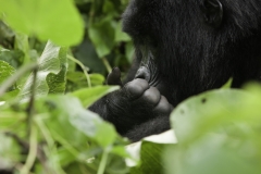 I Gorilla di Montagna Congo 2011