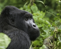 Gorilla nel Virunga National Park Foto n. 2941