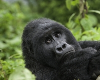 Gorilla nel Virunga National Park Foto n. 2948
