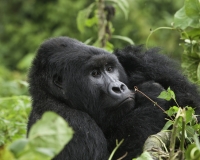 Gorilla nel Virunga National ParkFoto n. 2960