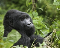 Gorilla nel Virunga National Park Foto n. 2964