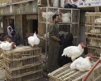 Vendita galline in un Suk di Luxor / Foto n. 0057