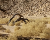 Acacie nel Wadi Hamra nel Gilf Kebir Foto n. AOK n.0622