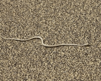 Serpente -colubride- nella zona di transizione con il Deserto Bianco Foto n. AOK0818