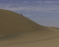 Dune nella zona di passaggio tra il  Great Sand see e il Deserto Bianco Foto n. AOK825