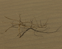 Ombre nella zona di passaggio tra il  Great Sand see e il Deserto Bianco Foto n. AOK846