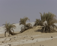 Palme nel White Desert National Park Foto n. AOK0951