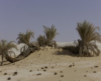 Palme nel White Desert National Park Foto n. AOK0953