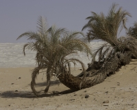 Palme nel White Desert National Park Foto n. AOK0954