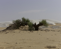 Albero nano nel White Desert National Park Foto n. AOK0969