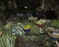 Piante medicinali nel mercato di Chiclayo Foto n. AOK1750