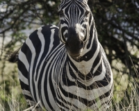 Zebra nel Parco di Nechsar Arba Minch / Foto n. 0017