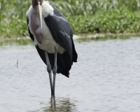 Avvoltoio nel Lago di Ora vicino il Parco e lago di Abijata Shala - Foto n. 0010