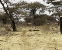 Antilope Giraffa Gherenuk / Foto n. 0090