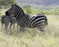 Zebre nel Parco di Nechsar / Foto n. 0016