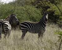 Zebre nel Parco di Nechsar / Foto n. 0028