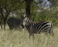 Zebre nel Parco di Nechsar / Foto n. 0030