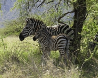 Zebre nel Parco di Nechsar / Foto n. 0035