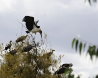 Avvoltoio nel Parco di Nechsar / Foto n. 0058