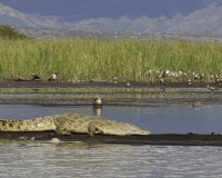 Coccodrillo nel Lago Chamo Parco di Nechsar / Foto n. 0028