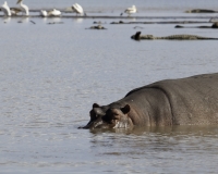 Ippopotamo ne Lago Chamol Parco di Nechsar / Foto n. 0023