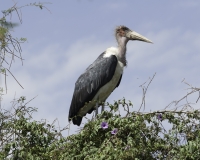 Marabu al Lago di Zuway / Foto n. 0007