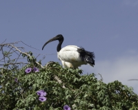 Ibis sacro al Lago di Zuway / Foto n. 0008