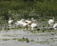 Pellicani al Lago di Zuway / Foto n. 0015