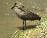 Egretta al Lago di Zuway / Foto n. 0016