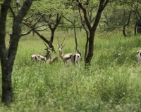 Gazzelle di Grant parco di Abijata Shalla / Foto n. 0054