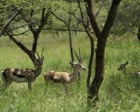 Gazzelle di Grant parco di Abijata Shalla / Foto n. 0055