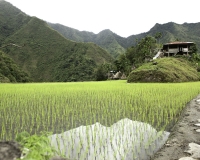 Antichi terrazzamenti di riso  nel villaggio di Batad, isola di Luzon Foto n. 6731