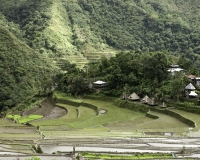 Antichi terrazzamenti di riso  nel villaggio di Batad, isola di Luzon Foto n. 6770