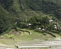 Antichi terrazzamenti di riso  nel villaggio di Batad, isola di Luzon Foto n. 6787