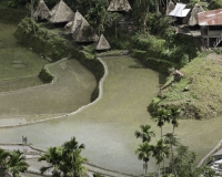 Antichi terrazzamenti di riso  nel villaggio di Batad, isola di Luzon Foto n. 6807