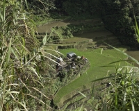 Terrazzamenti di riso  nel villaggio di Banga-an, isola di Luzon Foto n. 6828